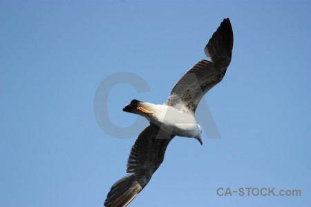 Animal bird sky flying.