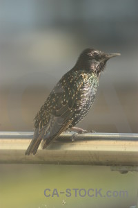 Animal bird starling.