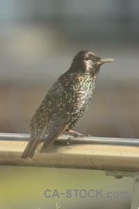 Animal bird starling.