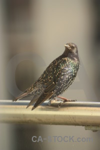 Animal bird starling.