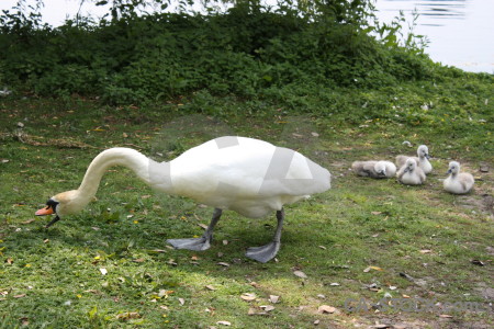 Animal bird swan aquatic green.