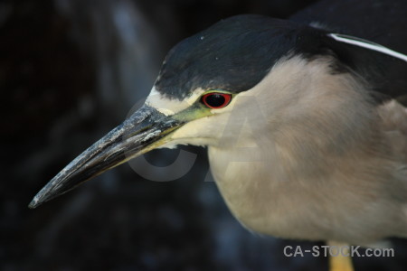 Animal black bird heron.