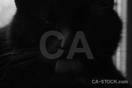 Animal black cat.