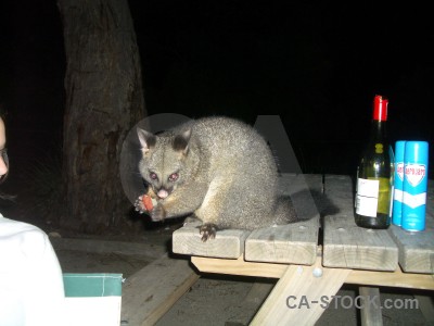 Animal black possum.
