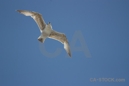 Animal blue bird flying sky.