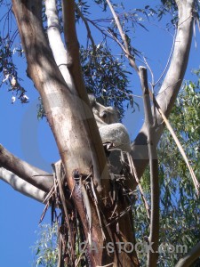 Animal blue koala.