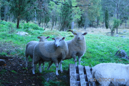 Animal blue sheep green cyan.