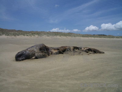 Animal blue whale.