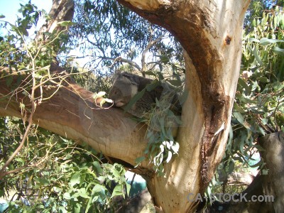 Animal brown green koala.