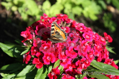 Animal butterfly insect flower plant.