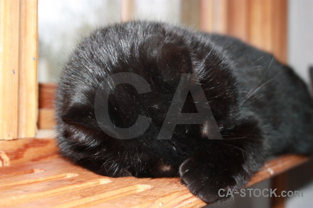 Animal cat.