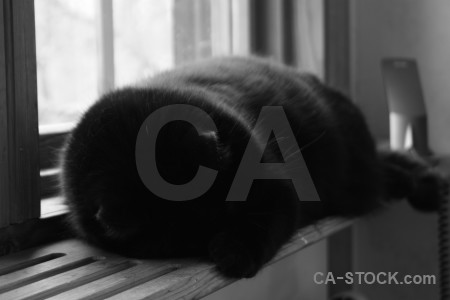 Animal cat.