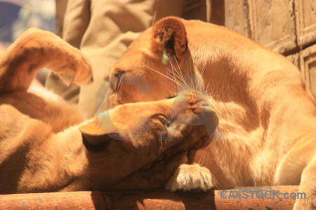 Animal cat lion orange brown.