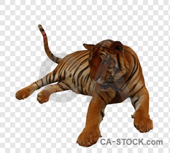 Animal cat tiger cut out transparent.