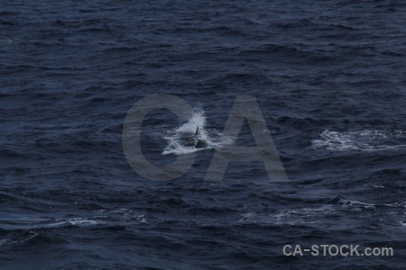 Animal day 4 water antarctica cruise whale.