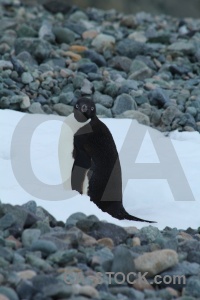 Animal day 5 antarctic peninsula adelie antarctica.