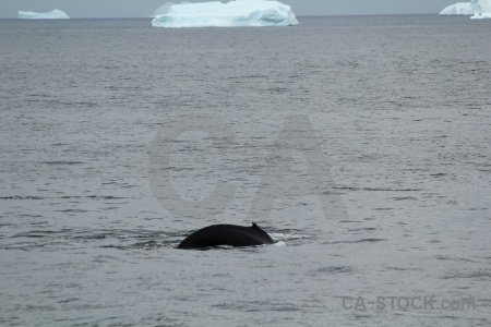 Animal day 6 antarctica antarctic peninsula adelaide island.