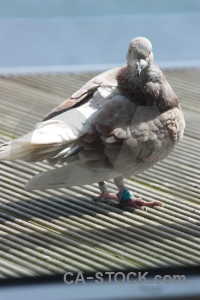 Animal dove bird pigeon.