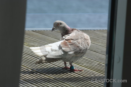 Animal dove pigeon bird.