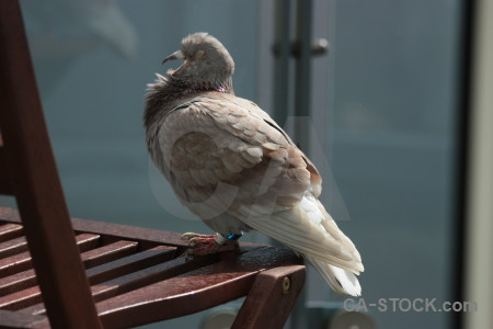 Animal dove pigeon bird.