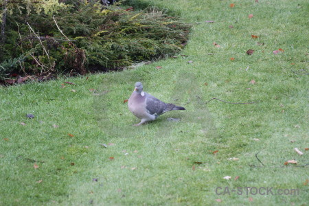 Animal dove pigeon bird grass.