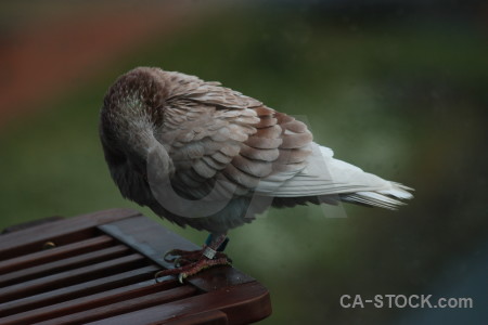 Animal dove pigeon bird green.