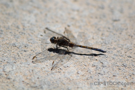 Animal dragonfly gray insect europe.