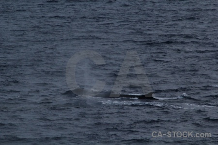 Animal drake passage antarctica cruise sea day 4.