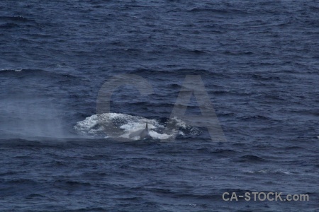 Animal drake passage antarctica cruise water whale.