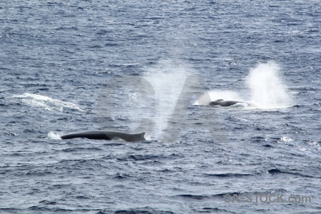 Animal drake passage day 4 water spray.