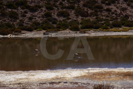 Animal el tatio atacama desert lake flamingo.