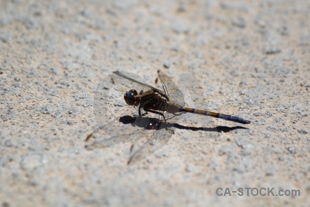 Animal europe dragonfly gray insect.