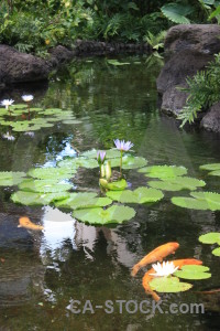 Animal fish lily plant green.