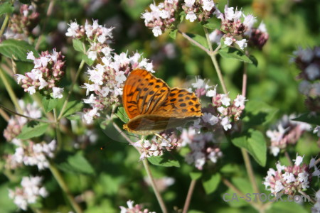 Animal flower butterfly insect plant.