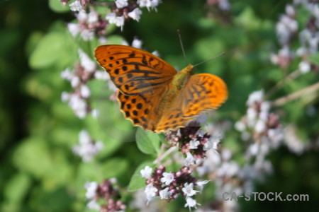 Animal flower plant insect butterfly.