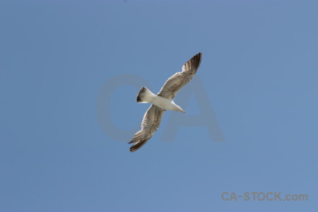 Animal flying bird sky.