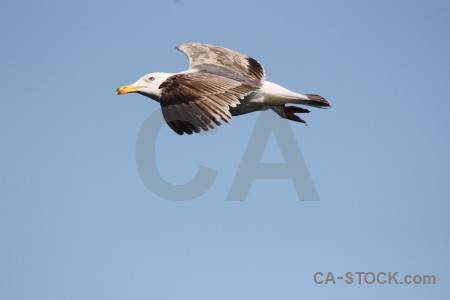 Animal flying bird sky.