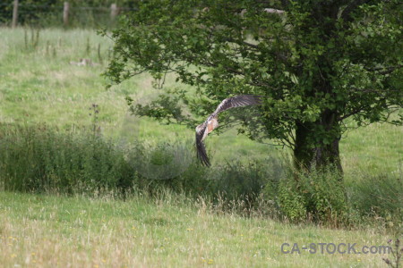 Animal flying green bird.