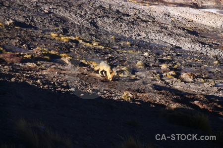 Animal fox atacama desert rock chile.