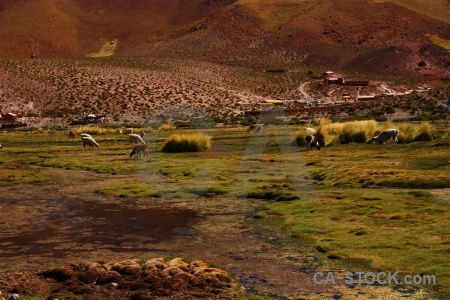 Animal grass atacama desert andes altitude.