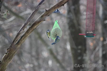 Animal gray bird.