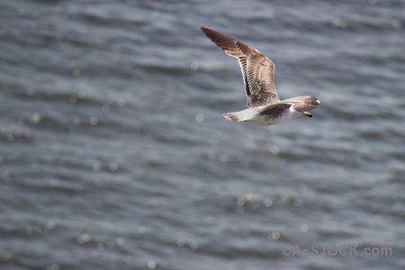 Animal gray flying bird.