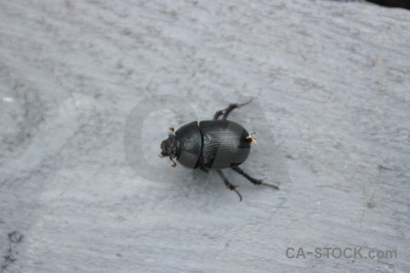 Animal gray insect beetle.