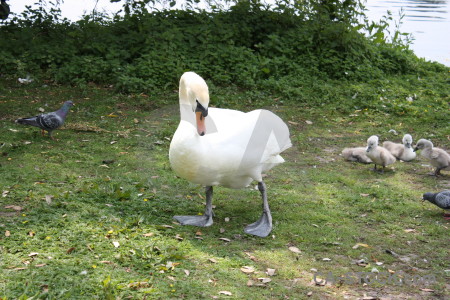 Animal green aquatic swan bird.