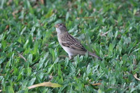 Animal green bird.