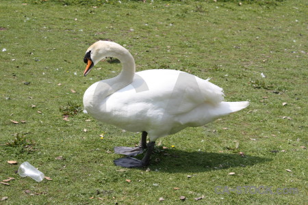 Animal green bird swan aquatic.