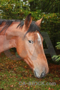 Animal green brown horse.