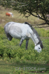 Animal green horse.