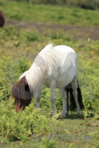 Animal green horse.