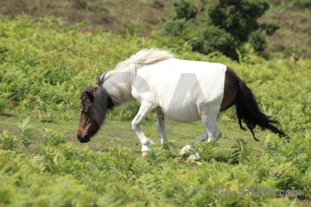 Animal green horse.